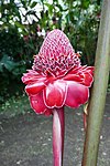 Etlingera elatior.