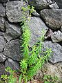 Euphorbia azorica - Habitus