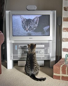 A 16:9-ratio television from October 2004 Fatty watching himself on TV.jpg