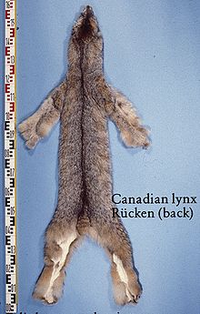 Pelt of a Canada lynx