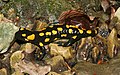 Feuersalamander (Salamandra salamandra)