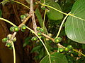 Fruits of Sacred Fig at Flamingo Gardens,Davie, Florida