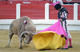 First tercio: torero drawing a Verónica.