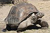 An adult Galápagos tortoise