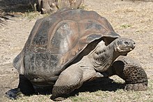 Adult Galápagos tortoise