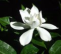 Gardenia flower.