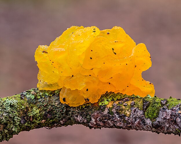 Дрожалка оранжевая (Tremella mesenterica) на мёртвой ветке