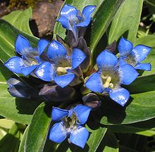 Gentiana cruciata 2.jpg