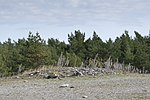 Gravar vid Gamla hamn 2020 Fårö Gotland