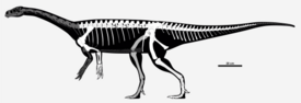 Скелетная реконструкция гуайбазавра как завроподоморфа, похожего на Unaysaurus. Найденный материал выделен белым.