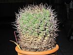 Gymnocalycium saglionis