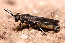 Hermetia illucens Black soldier fly edit1.jpg