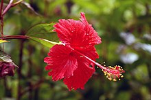 Hibiscus Briar Patch