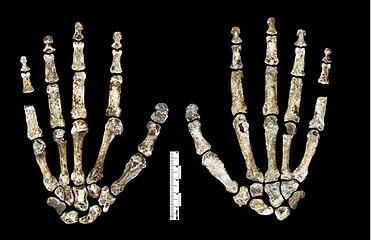 Photo des os d'une main dHomo naledi sur fond noir, en vue de dessous et de dessus