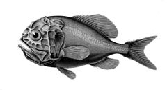 O Hoplostethus atlanticus, o peixe-relógio do Atlântico.