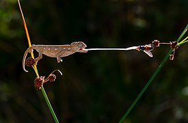 Hunter baby chameleon (SDG 15)