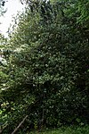 Stechpalme (Ilex aquifolium)