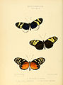 Ilustração de Heliconius: Figura 8. H. eleuchia; Figura 9. H. hecale; Figura 10. H. hecale.