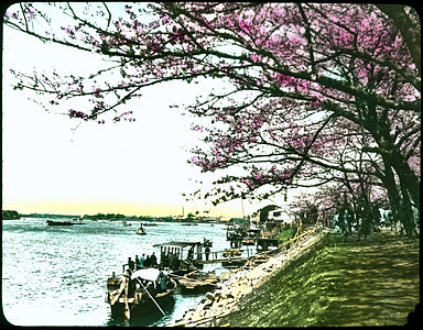 Japanese cherry trees in blossom on grassy bank beside waterways; people strolling under trees; docks and boats with people