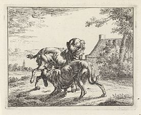 Chien et chienne, gravure, (1661)