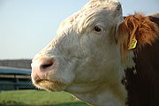 Close-up of an Austrian cattle