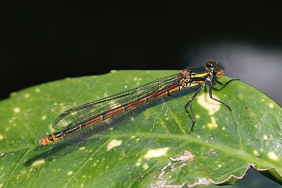 Large red damselfly (Pyrrhosoma nymphula) female form fulvipes, Cumnor, Oxford. (created and nominated by Charlesjsharp)