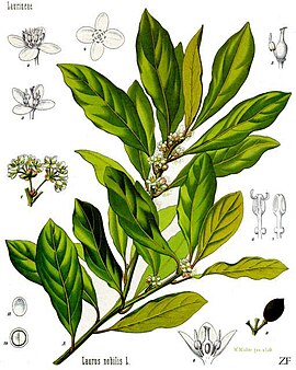 Laurier (Laurus nobilis)