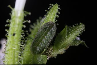 Larva