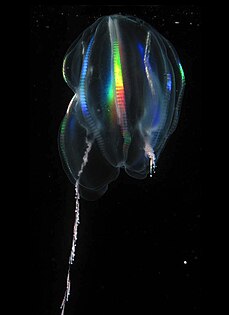 Light diffracting along the comb rows of a cydippid, left tentacle deployed, right retracted