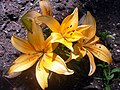 Lilium bulbuferum