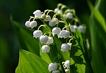 fleurs de Muguet