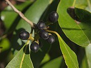 Litsea cubeba (ähnliches Bild) (Ersatz für Kubeben-Pfeffer) (auch Wurzeln, Blätter, Blüten) (auch Litsea pipericarpa)