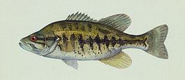 Micropterus notius