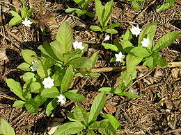 Miškinė septynikė (Trientalis europaea)