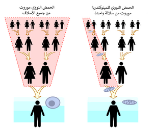 An infographic contrasting inheritance of mitochondrial and nuclear DNA