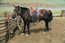 Petit cheval bai foncé attaché à une barrière, prêt à être monté