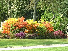 Ejemplares de Rhododendron en el parque.
