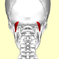 Still image. Posterior view.