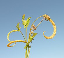 Vrucht en onderaan stengel steunblaadjes