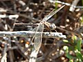 Kleiner Blaupfeil (Orthetrum coerulescens)