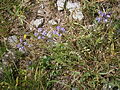 Habitus, Laubblätter und Blütenstände des Lappland-Spitzkiel (Oxytropis lapponica)