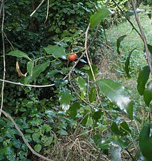 Passiflora tetrandra 11.JPG