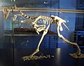 白亜紀後期の鳥類Patagopteryx、体長70cmで2足歩行し羽は退化していた。