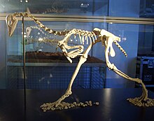 Патагоптерикс скелет.jpg