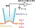 パッチクランプ法のサムネイル