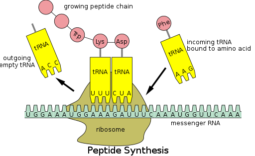 The tRNA anticodon interacts with the mRNA codon in order to bind an amino acid to growing polypeptide chain. Peptide syn.svg