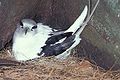 Phaéton à bec jaune (Phaethon lepturus) - tuaki - Nicheur