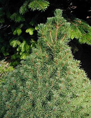 Sukkertop-Gran (Picea glauca 'Conica').