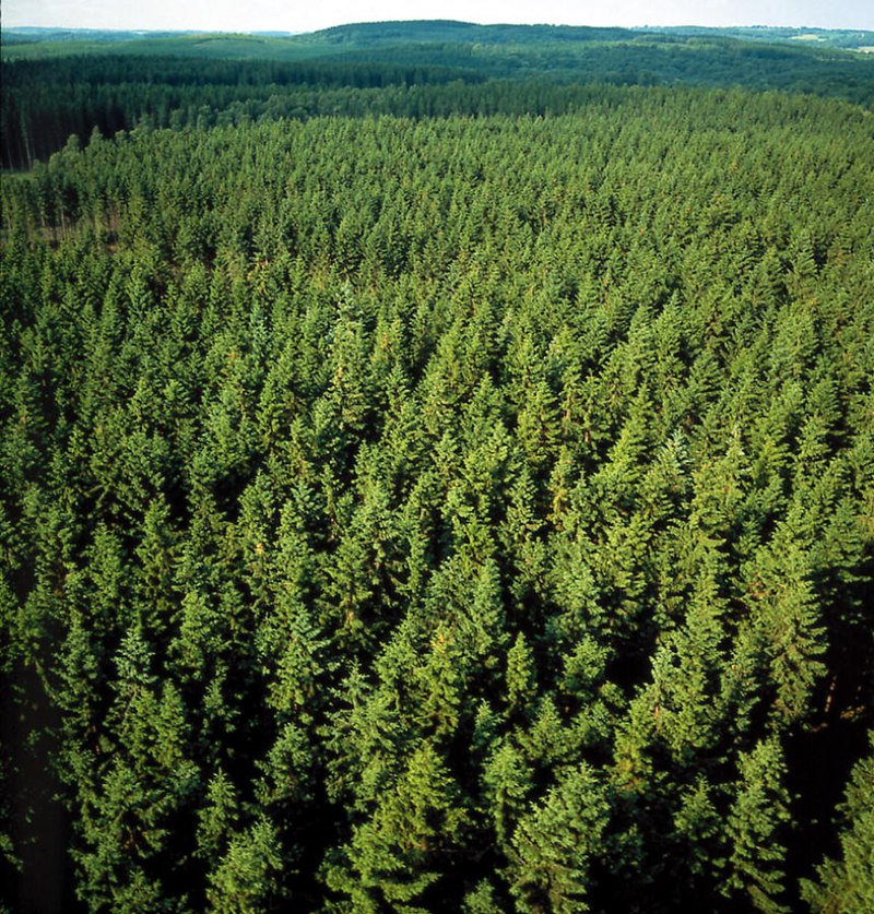 Pine forest in Sweden.jpg