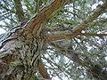 Pinus muricata, borka. Botanická zahrada University of Dundee Botanic Garden, Dundee, Skotsko, Velká Británie.